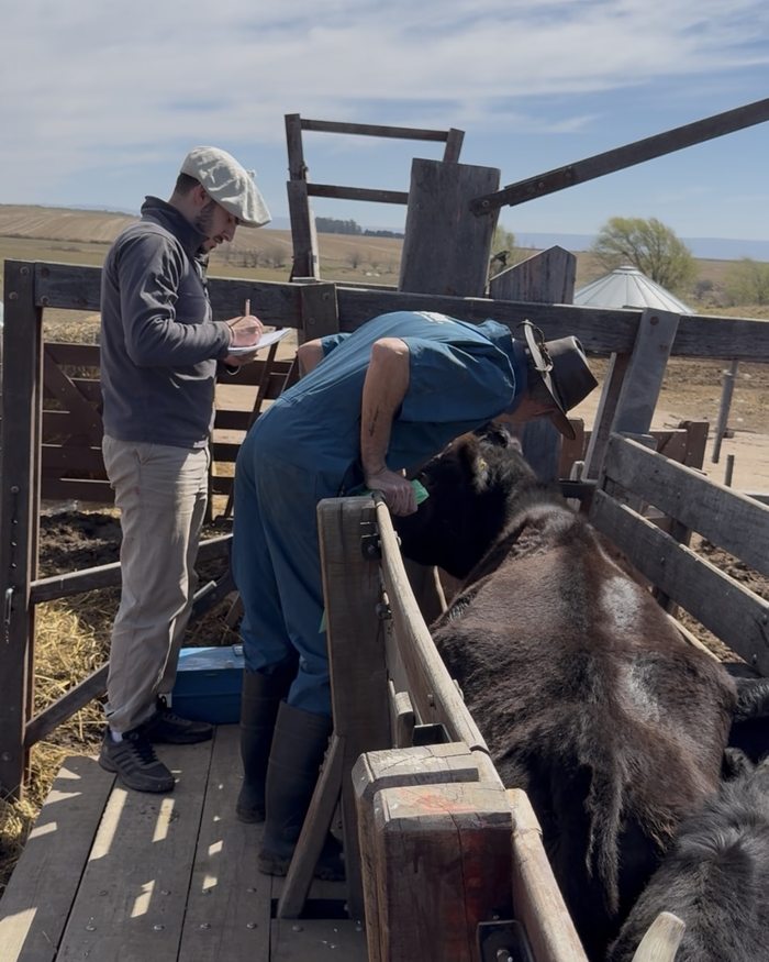 Dos personas trabajando con hacienda en la manga